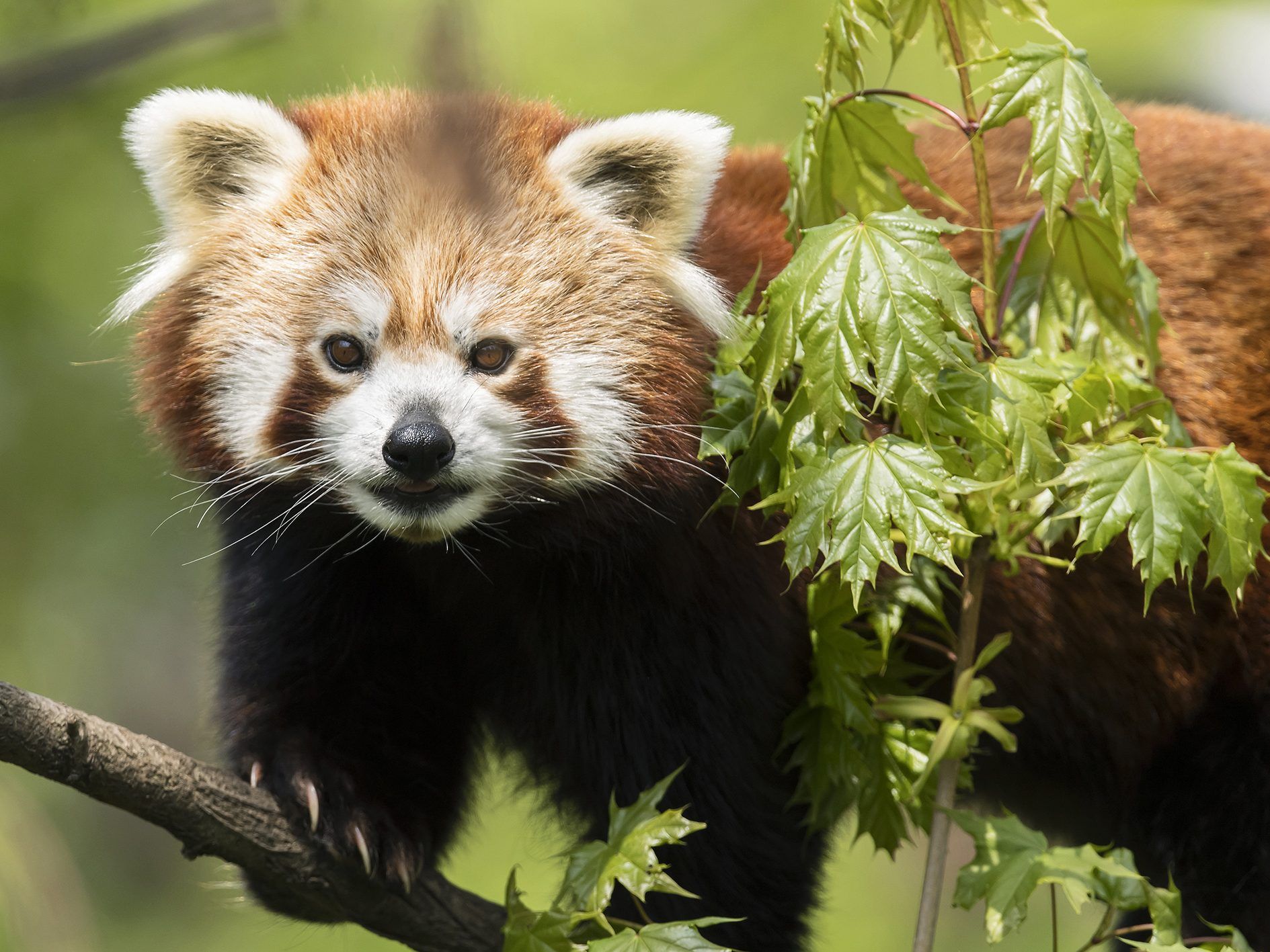 Die Roten Pandas werden in Schönbrunn gefeiert