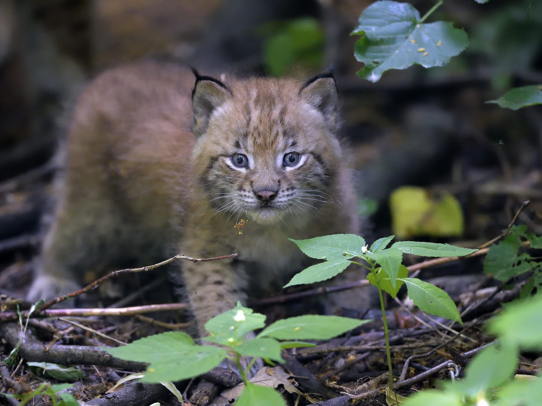 Die süßen Luchs-Zwillinge sind ab sofort im Tiergarten Schönbrunn zu sehen. Die süßen Luchs-Zwillinge sind ab sofort im Tiergarten Schönbrunn zu sehen.