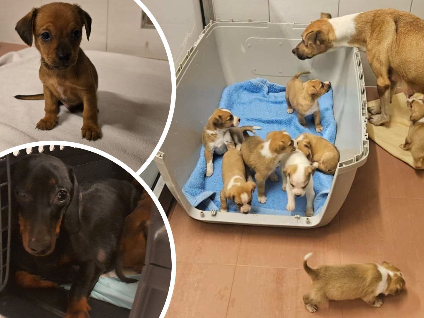 Zwei Hundemütter wurden mit ihren Welpen ausgesetzt. Zwei Hundemütter wurden mit ihren Welpen ausgesetzt.