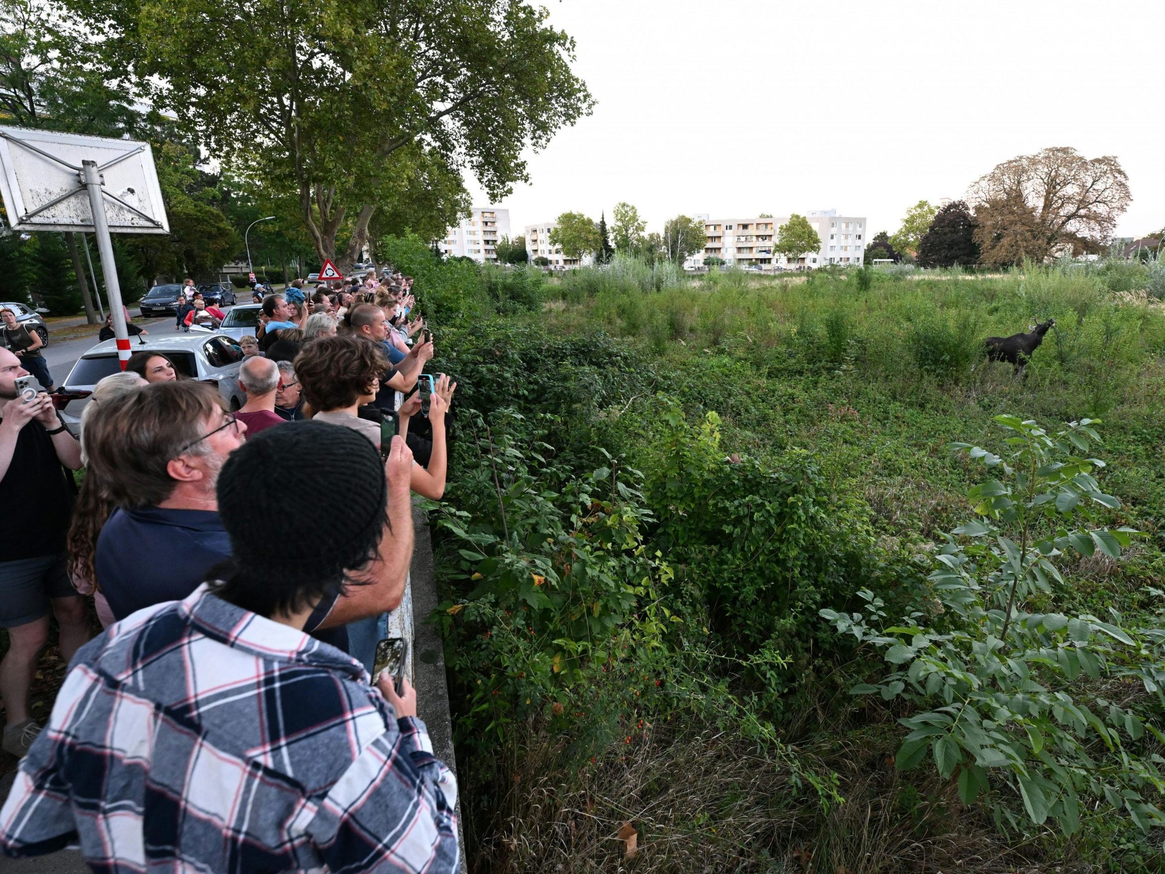 Niederösterreich ist seit vier Wochen "Elch-Land". Niederösterreich ist seit vier Wochen "Elch-Land".