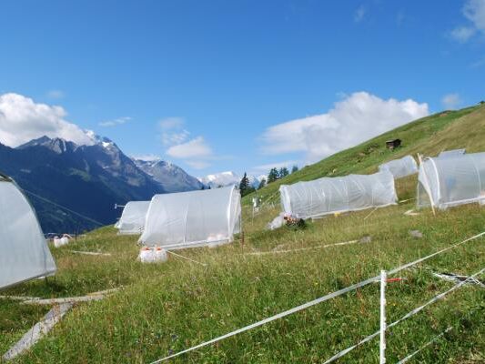 Auch im Stubaital laufen Versuche zu Auswirkungen des Klimawandels auf Almwiesen Auch im Stubaital laufen Versuche zu Auswirkungen des Klimawandels auf Almwiesen