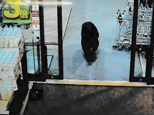 Der Klimawandel treibt hungrige Bären in japanische Dörfer Der Klimawandel treibt hungrige Bären in japanische Dörfer