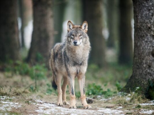 Studie soll Grundlagen für effektives Wolfsmanagement bieten Studie soll Grundlagen für effektives Wolfsmanagement bieten