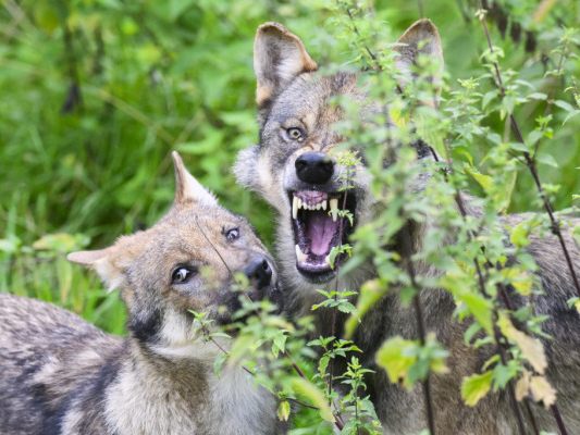 In Tirol will man weiter scharf gegen Wölfe vorgehen In Tirol will man weiter scharf gegen Wölfe vorgehen