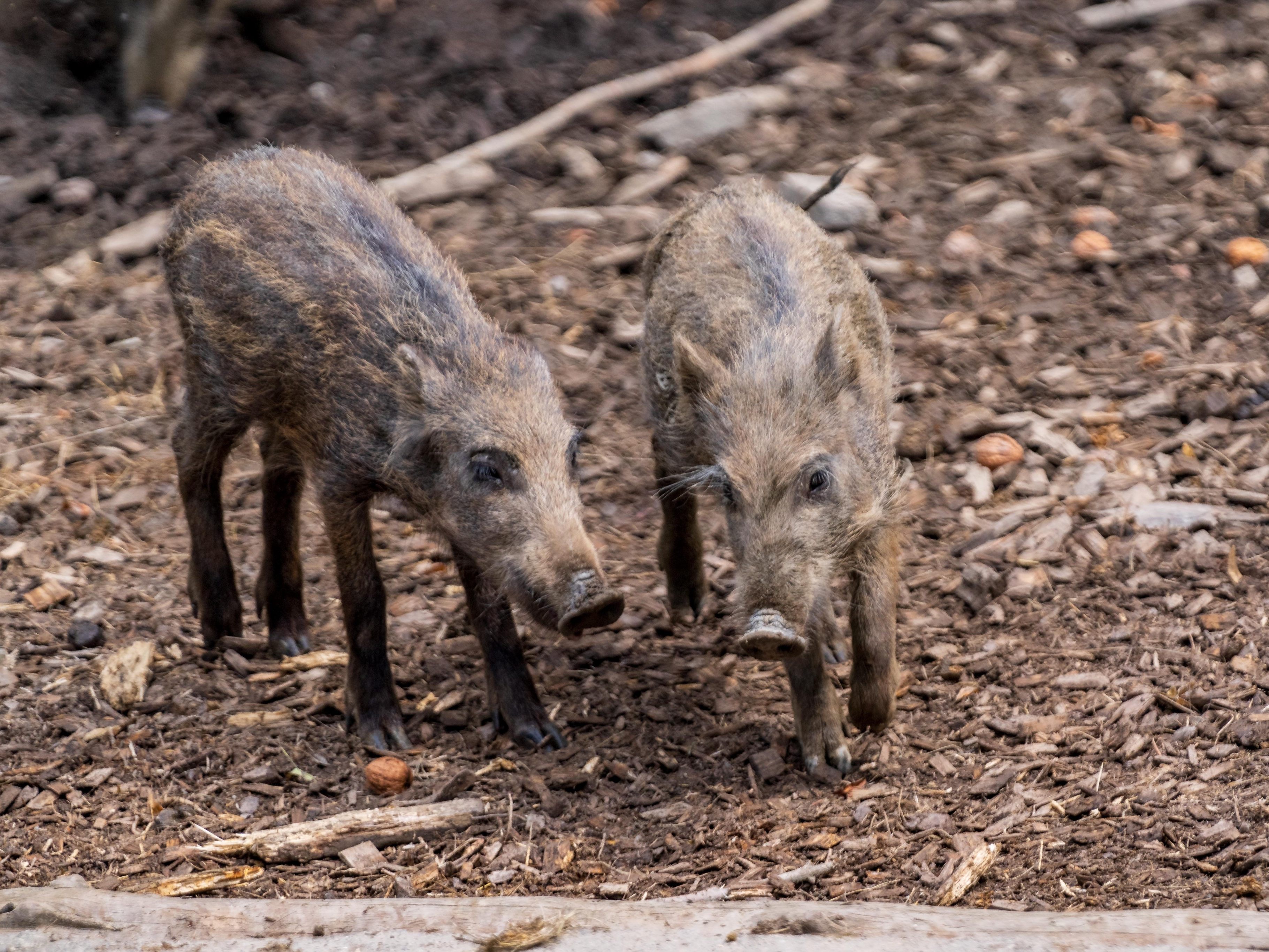 Die Stadt Feldkirch investiert in den Wildpark. Die Stadt Feldkirch investiert in den Wildpark.