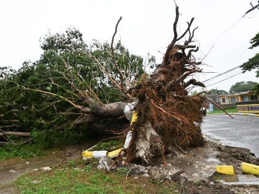 Auf dem Foto sieht man einen großen Baum neben einer Straße liegen. Die Wurzeln von dem Baum sind aus der Erde herausgerissen. Auf dem Foto sieht man einen großen Baum neben einer Straße liegen. Die Wurzeln von dem Baum sind aus der Erde herausgerissen.