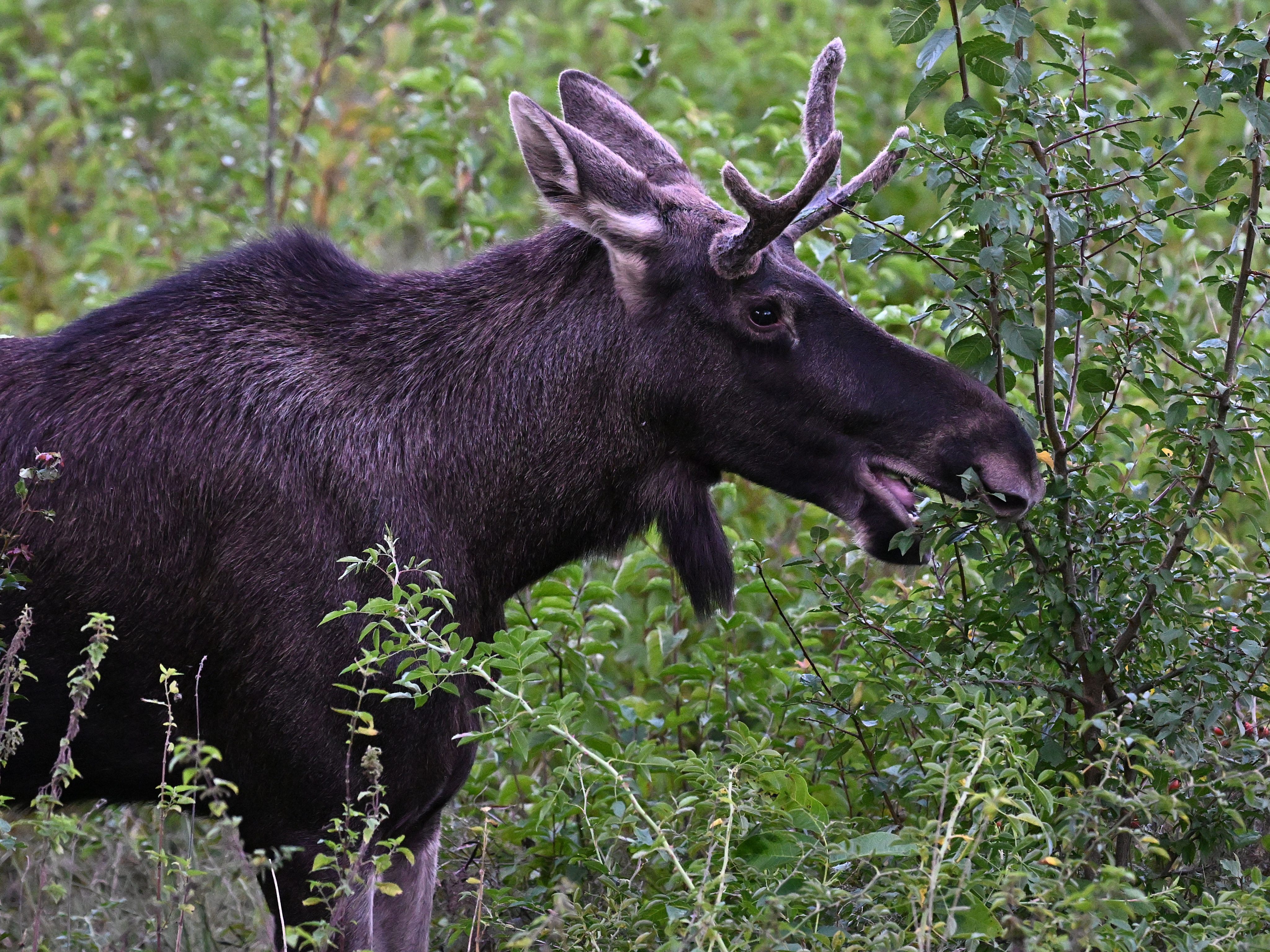 Bilder aus der Vergangenheit: Elch "Emil" in Niederösterreich. Bilder aus der Vergangenheit: Elch "Emil" in Niederösterreich.
