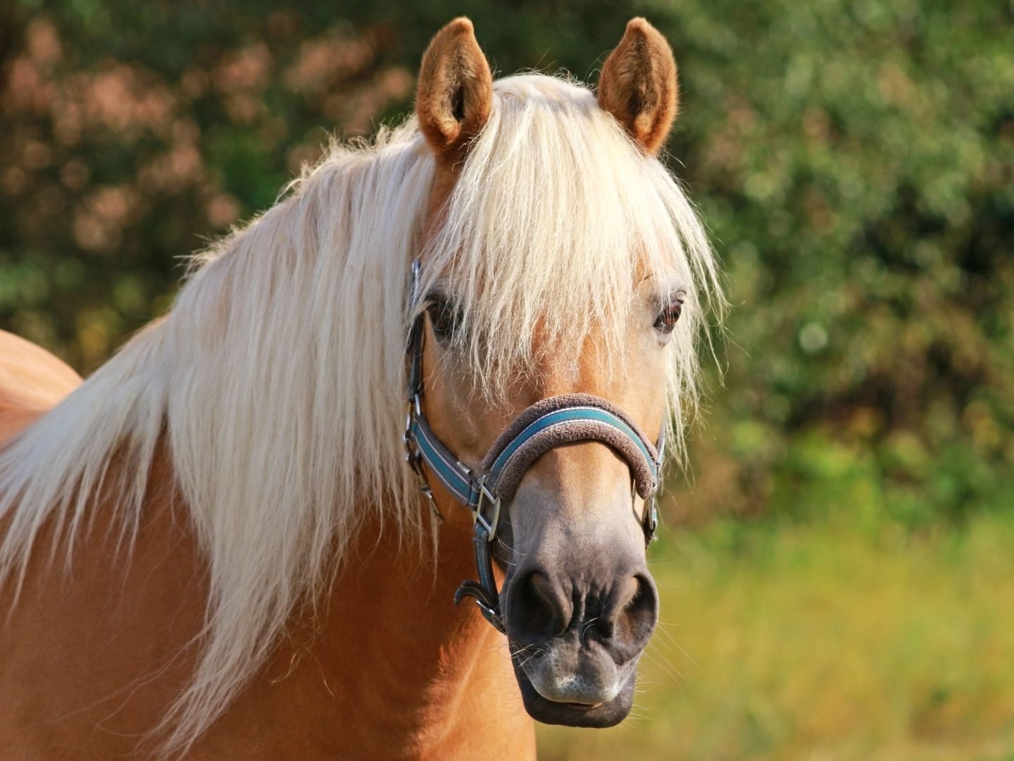 Das Pferd wurde tierärztlich versorgt. Das Pferd wurde tierärztlich versorgt.