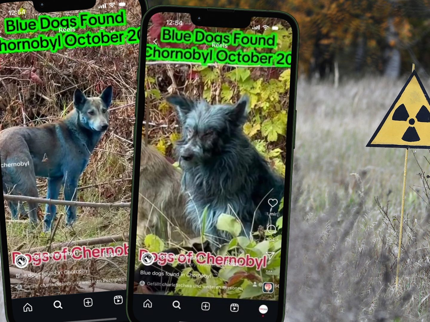 Unerklärliche Fellfarbe: Was steckt hinter den blauen Tieren in der Zone? Unerklärliche Fellfarbe: Was steckt hinter den blauen Tieren in der Zone?